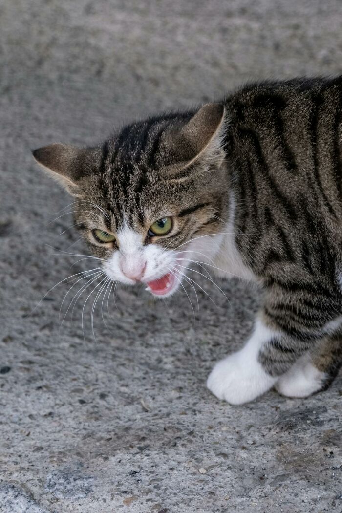 Angry tabby cat growling on concrete surface