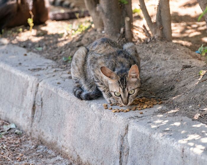 Cat eating dry food outdoors under tree shade