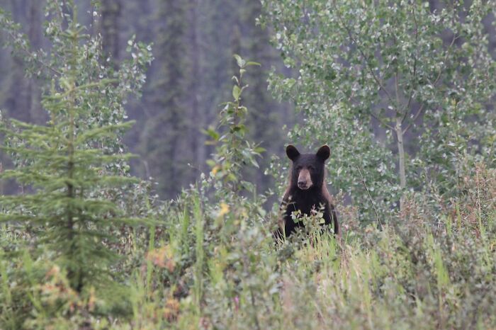 Black bear standing in dense forest foliage