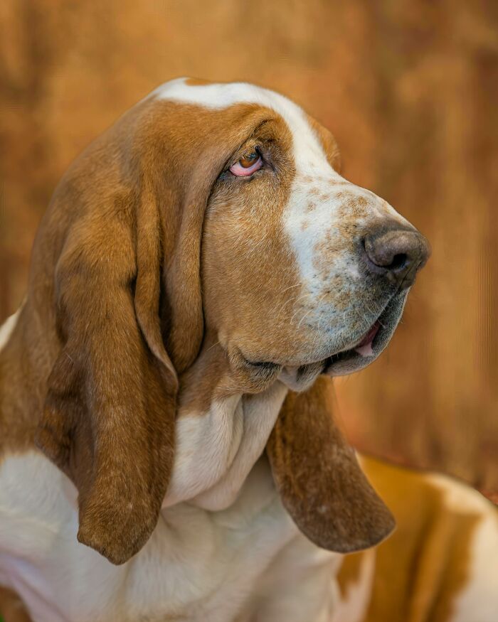 Close-up of a basset hound dog profile with droopy eyes