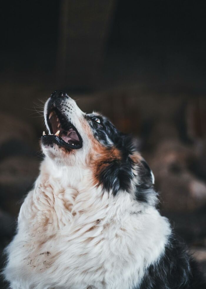 Close up of dog looking upwards with open mouth and fluffy fur