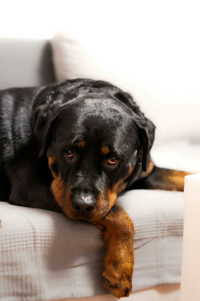“Saved Me From Becoming One Of His Victims”: 48 Incredible Stories About Animals Rescuing Humans