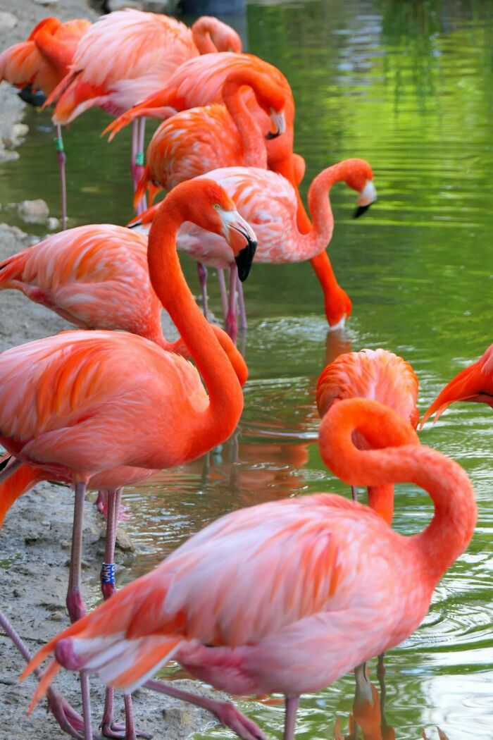 Close-up of several flamingos by the water showing their bright pink plumage