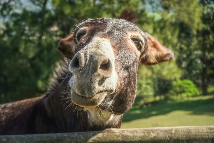 Close-up of donkey head looking curiously outdoors