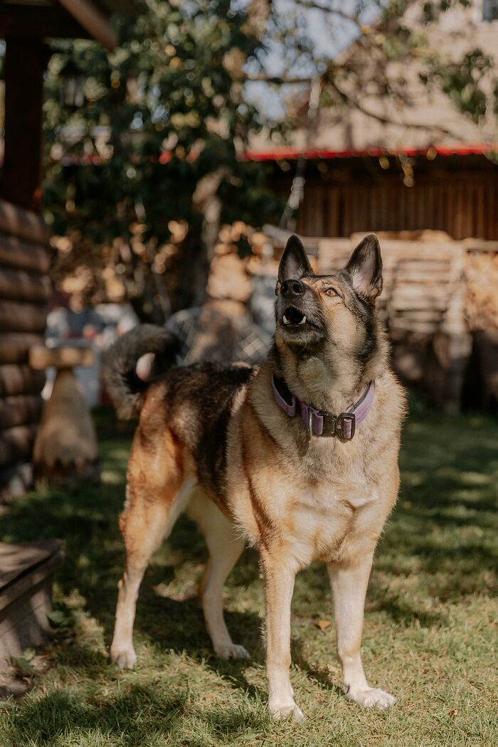 Alert German shepherd dog barking in yard, neighbors from hell noise theme