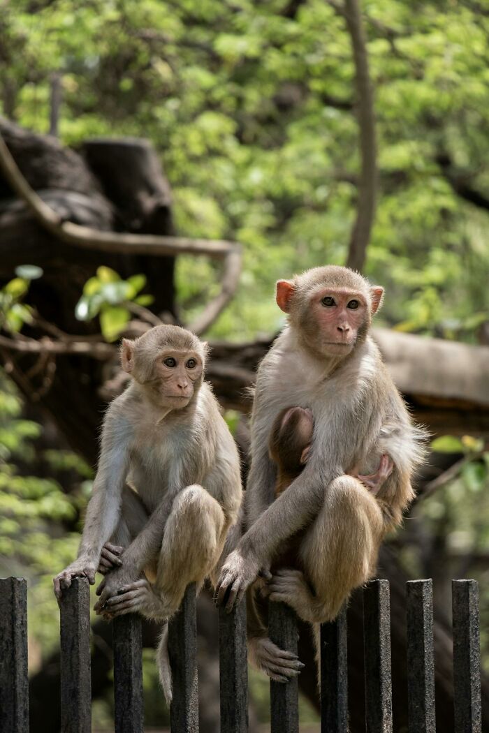 Two monkeys sitting on wooden fence in green forest setting