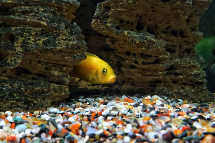 Yellow fish peeking from rocky crevice in aquarium with colorful pebbles