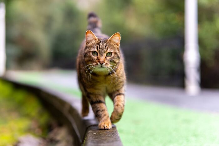 A striking tabby cat with green eyes and white whiskers walks on a ledge, a possible glitch in the matrix.