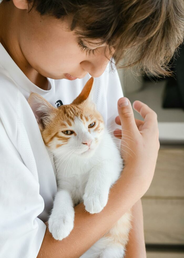 Child holding and looking at an orange and white cat indoors