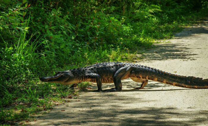 Alligator crossing a sunlit dirt road near green foliage