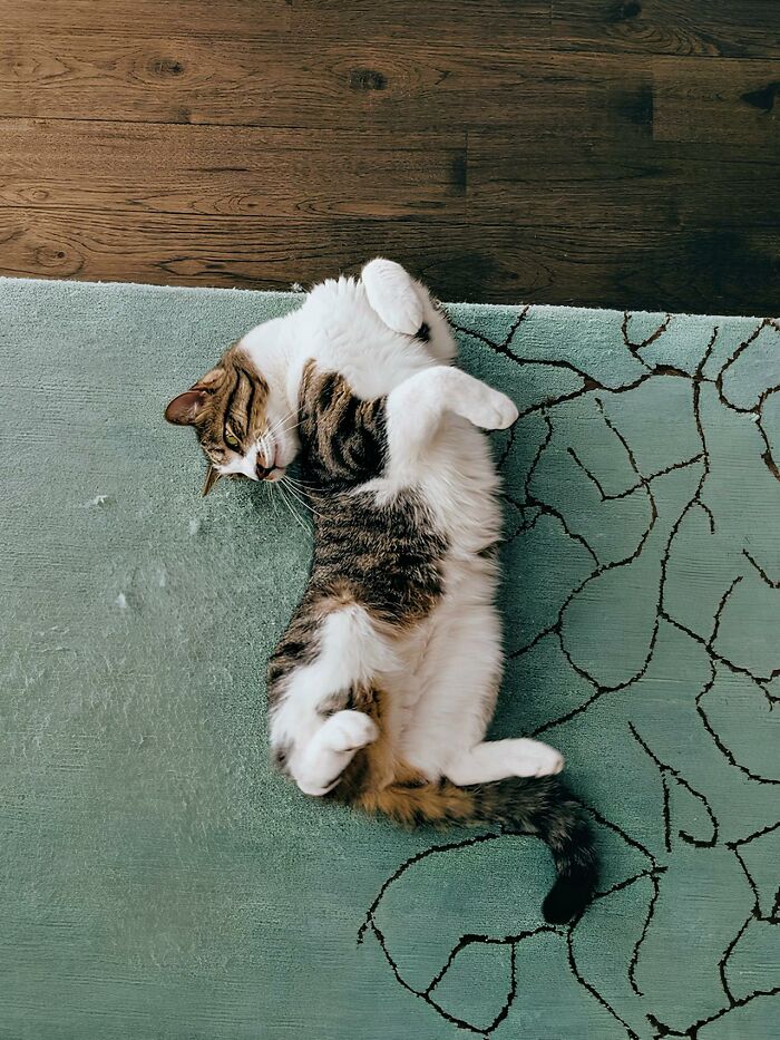 Tabby cat lying on back stretching on patterned carpet indoors