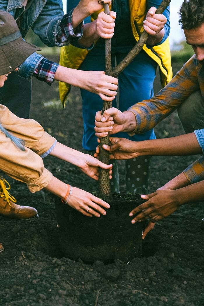 Hands of people planting a tree symbolizing growth and unity after escaping a cult