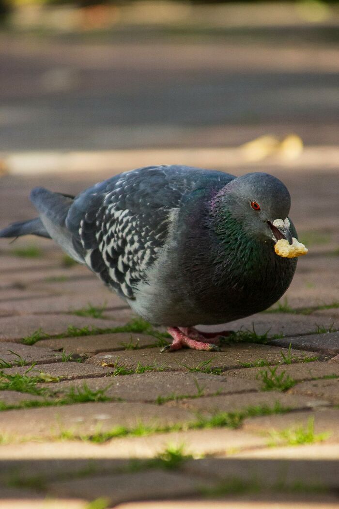 Grey pigeon eating bread crumb on paved ground in daylight