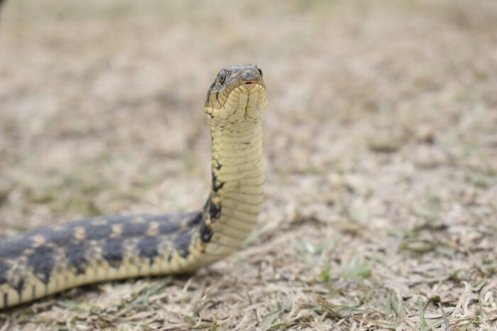 Close-up of snake raised on dry ground