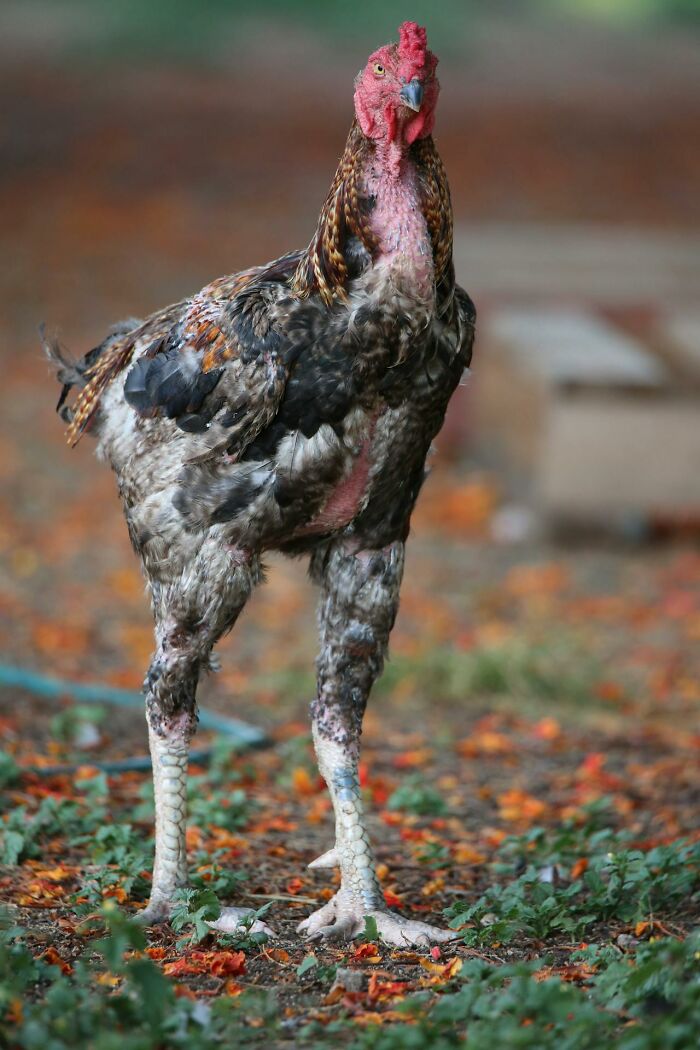 Close-up of unique chicken with sparse feathers standing on leafy ground