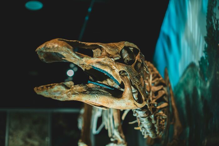 Giant Dinosaur Skeleton Found In Thailand, The Nagatitan, May Be The Largest Dinosaur Of The Region