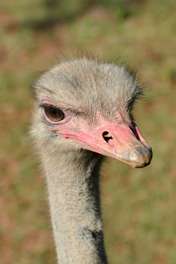 Close-up of an ostrich head showing textured feathers and beak