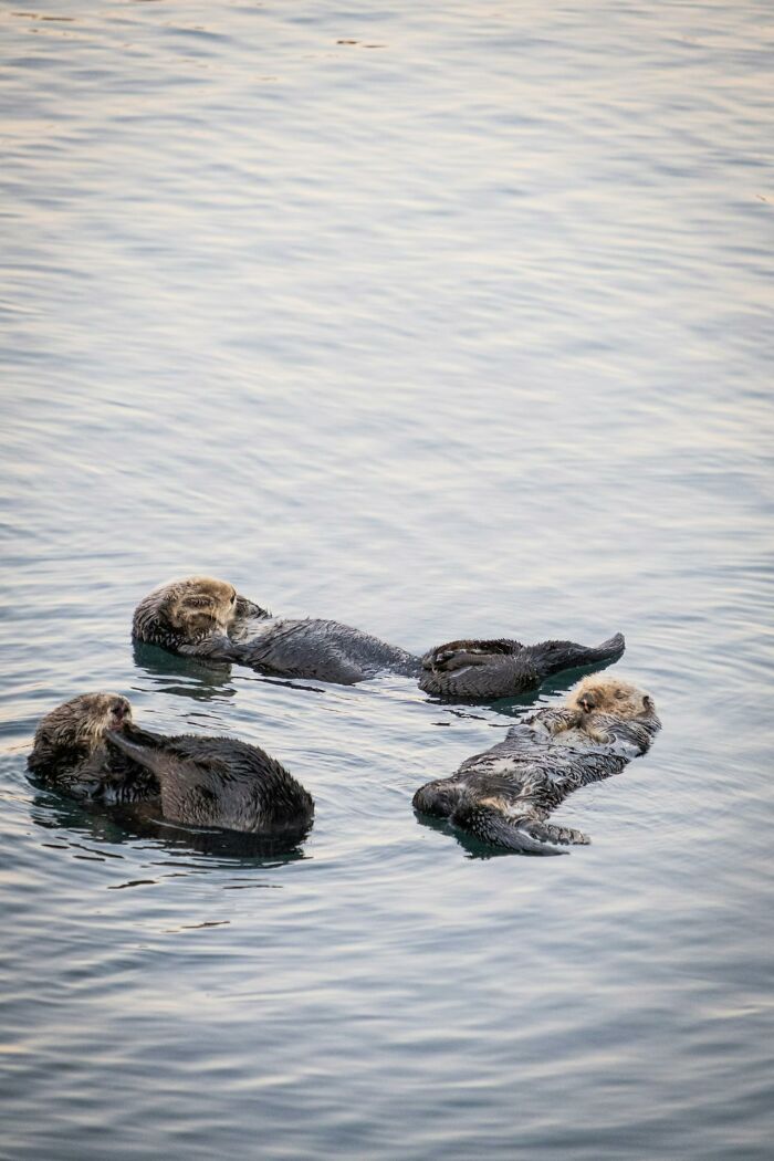 Three sea otters floating on water surface together