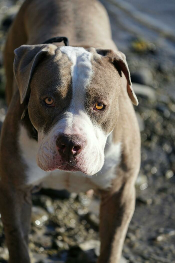 Close-up of a pit bull dog outdoors