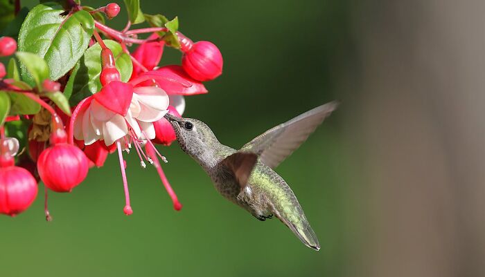 Hummingbird feeding on vibrant red and white flower close-up
