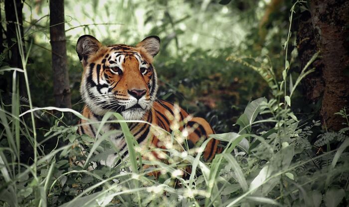 Bengal tiger resting in dense jungle foliage with focused gaze