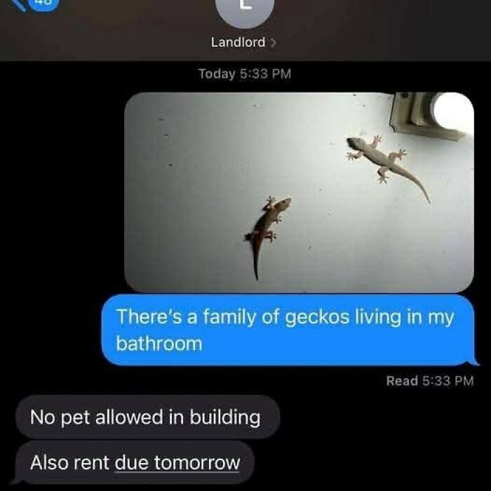 Weird meme showing geckos in bathroom and landlord banning pets with rent reminder