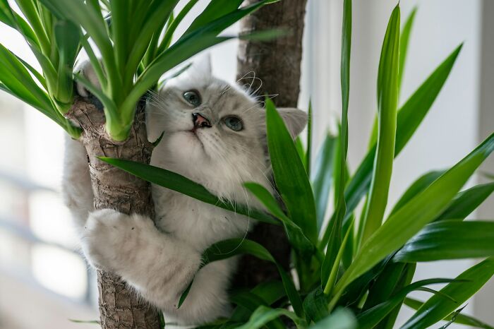 A fluffy white kitten with blue eyes clings to a plant, looking up. Like crows, cats have remarkable scientific facts.