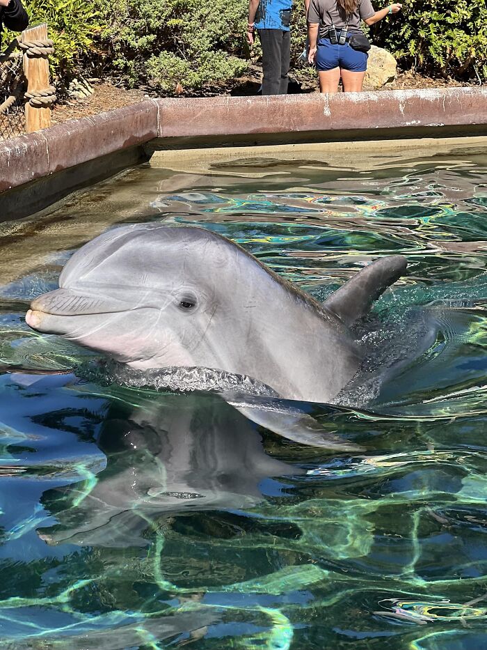 Dolphin swimming near water surface in a clear pool at a marine park