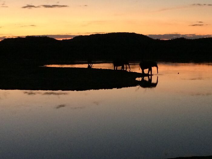 Silhouetted elephants drinking at waterhole during sunset rare photograph