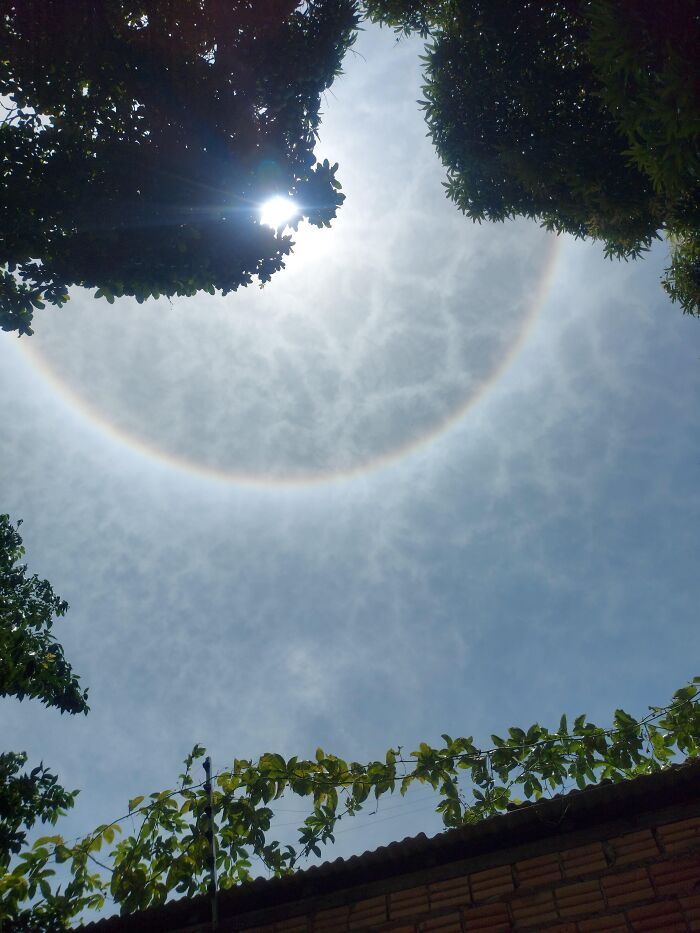 Sunlight framed by tree leaves with a bright circular halo in the sky