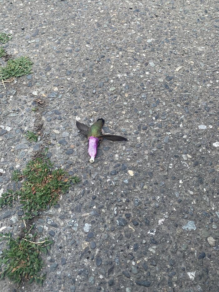 Rare moment with close-up of iridescent hummingbird lying on asphalt road
