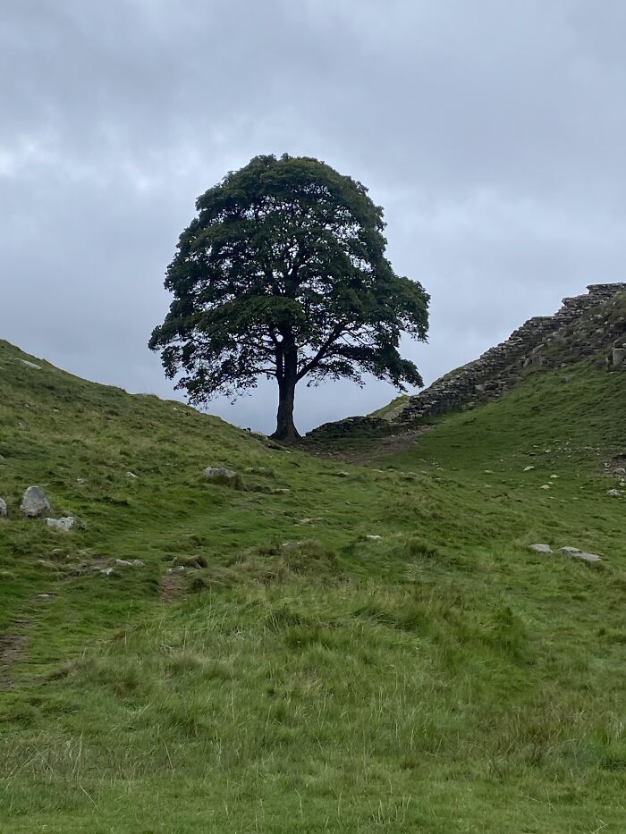 Solitary tree on a grassy hill with cloudy sky and old stone wall