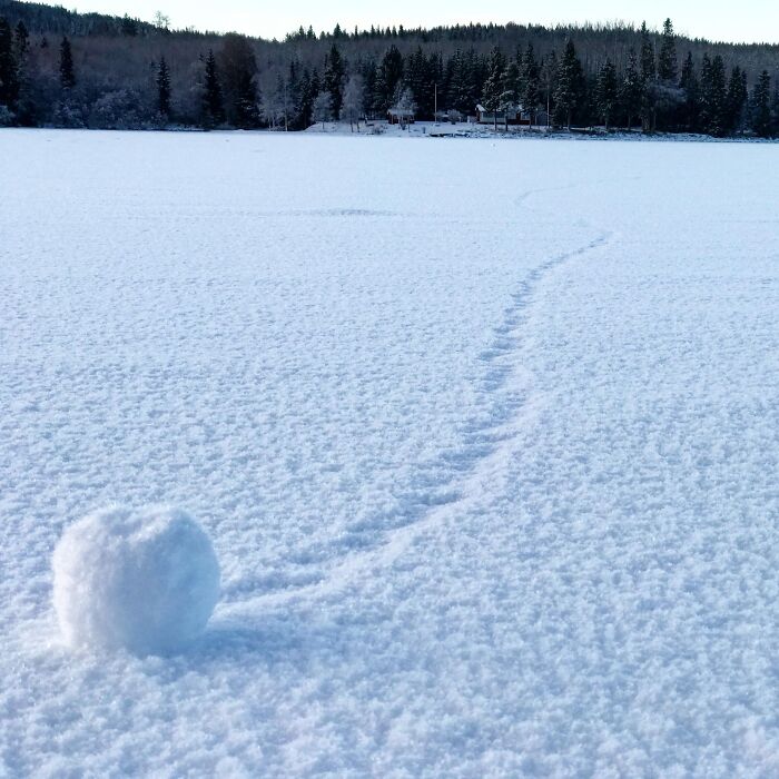 Snowball with a clear trail across a snowy field near forest