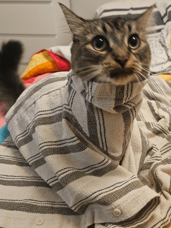 Cat wrapped in shirt with wide eyes in rare candid moment