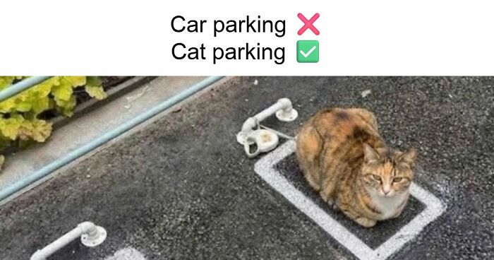 103 Random And Ridiculous Memes That Have No Business Being This Funny (New Pics)
