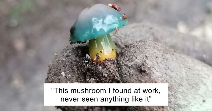 66 Of The Most Interesting And Weird Things People Found At Work