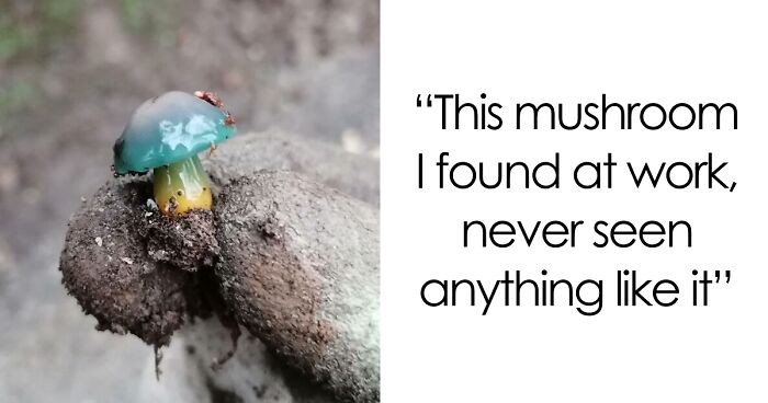 66 Of The Most Interesting And Weird Things People Found At Work
