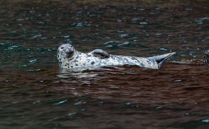 A spotted seal floats on its back in dark water, looking up. The seal seems relaxed, defying disturbing d***h stories.
