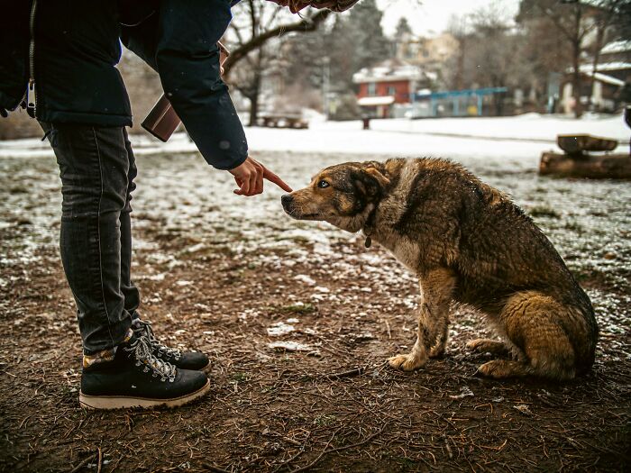 A person gently touches a wary brown dog's nose in a snowy park. A subtle red flag to some about trust.