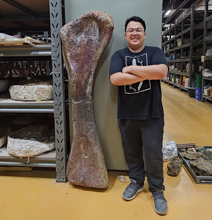 Giant Dinosaur Skeleton Found In Thailand, The Nagatitan, May Be The Largest Dinosaur Of The Region