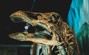 Giant Dinosaur Skeleton Found In Thailand, The Nagatitan, May Be The Largest Dinosaur Of The Region