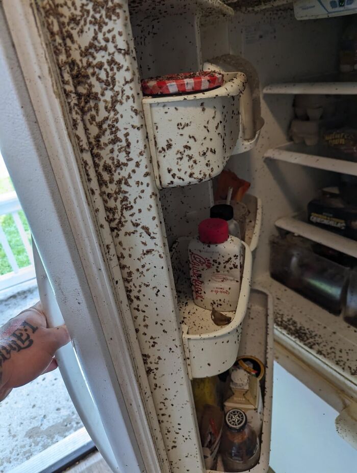 Infestation of ants swarming inside refrigerator door