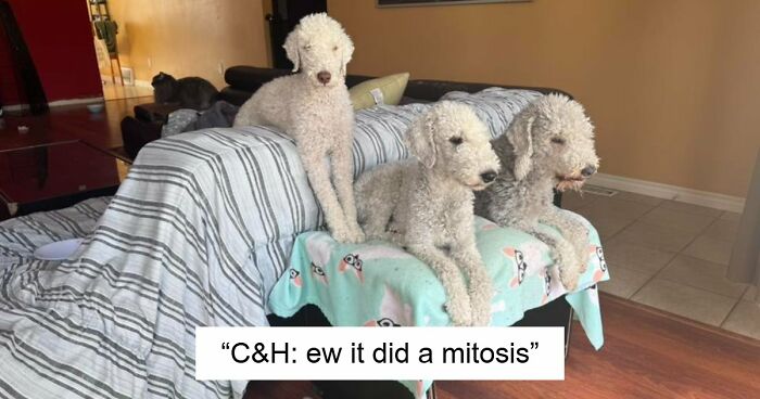 48 Weird Pets That Got Absolutely Roasted Online And Deserved Every Word
