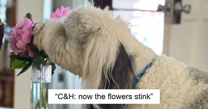 48 Weird Pets That Got Absolutely Roasted Online And Deserved Every Word