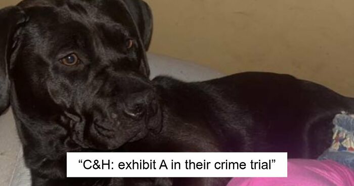 48 Weird Pets That Got Absolutely Roasted Online And Deserved Every Word