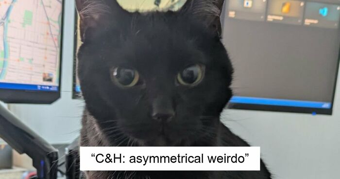 48 Weird Pets That Got Absolutely Roasted Online And Deserved Every Word