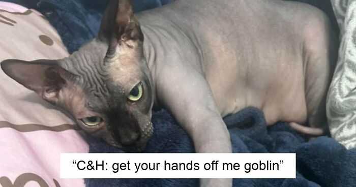 48 Weird Pets That Got Absolutely Roasted Online And Deserved Every Word