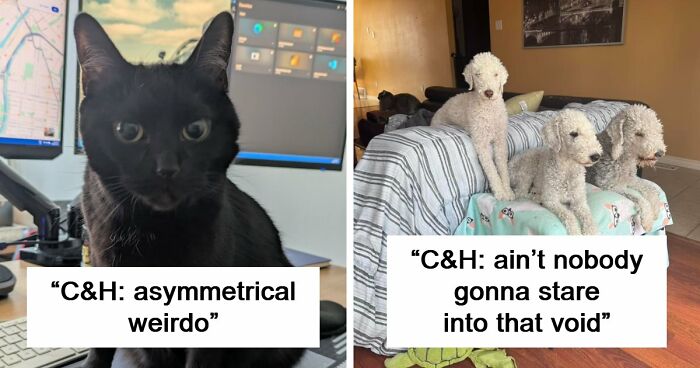 48 Weird Pets That Got Absolutely Roasted Online And Deserved Every Word