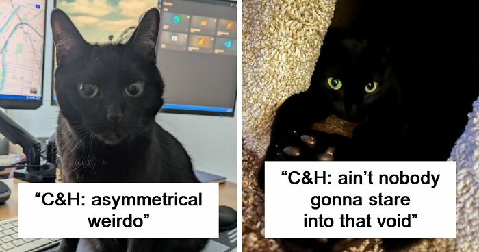 48 Weird Pets That Got Absolutely Roasted Online And Deserved Every Word