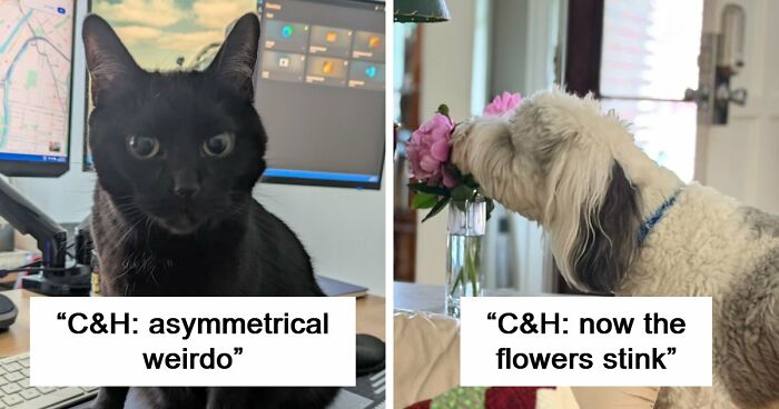 48 Weird Pets That Got Absolutely Roasted Online And Deserved Every Word